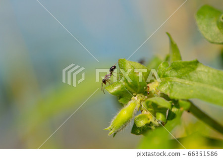A black ant trying to get honeydew from an aphid on a leaf 66351586