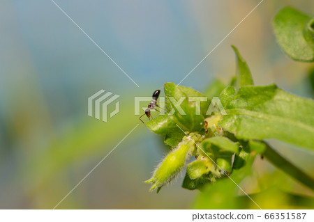 A black ant trying to get honeydew from an aphid on a leaf 66351587