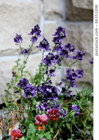 Nemesia和中提琴種植 Nemesia和中提琴種植 66351896