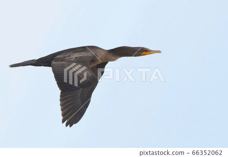 Flying Double-crested Cormorant, Phalacrocorax 66352062
