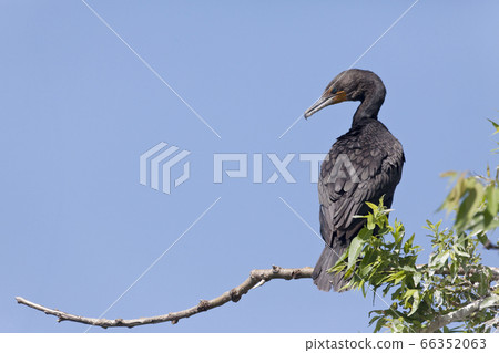 Double-crested Cormorant, Phalacrocorax auritus, Double-crested Cormorant, Phalacrocorax auritus, 66352063