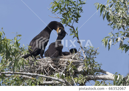 Double-crested Cormorant, Phalacrocorax auritus, 66352067