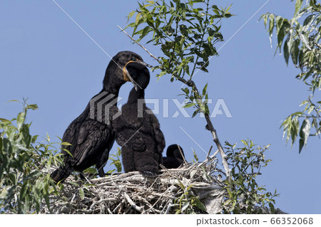 Double-crested Cormorant, Phalacrocorax auritus, 66352068