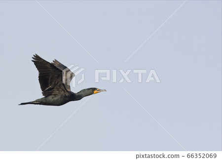 In flight Double-crested Cormorant, Phalacrocorax 66352069