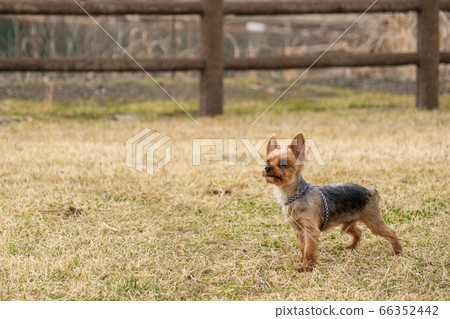 Yorkshire Terrier playing in the park 66352442