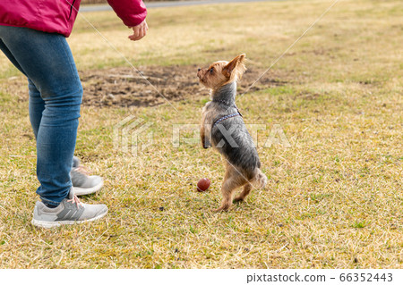 Yorkshire Terrier playing a ball 66352443