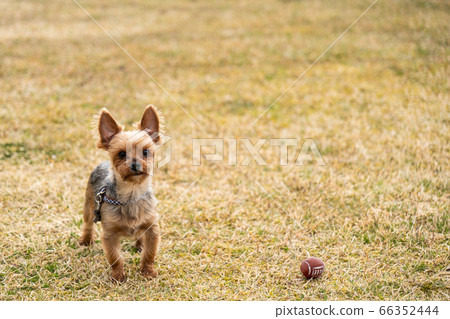 Yorkshire Terrier playing a ball 66352444