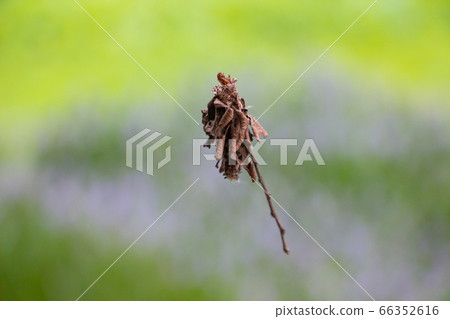 A ground beetle that floats in the air An endangered species that climbs and descends while spinning a thread A ground beetle that floats in the air An endangered species that climbs and descends while spinning a thread 66352616