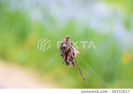 A ground beetle that floats in the air An endangered species that climbs and descends while spinning a thread A ground beetle that floats in the air An endangered species that climbs and descends while spinning a thread 66352617
