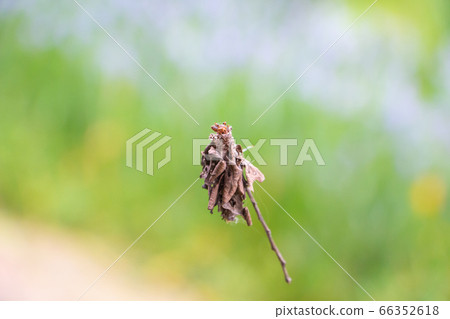 A ground beetle that floats in the air An endangered species that climbs and descends while spinning a thread A ground beetle that floats in the air An endangered species that climbs and descends while spinning a thread 66352618