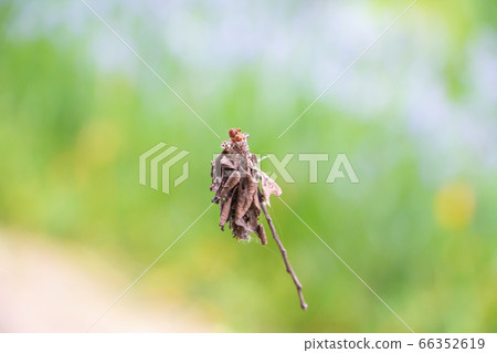 A ground beetle that floats in the air An endangered species that climbs and descends while spinning a thread A ground beetle that floats in the air An endangered species that climbs and descends while spinning a thread 66352619