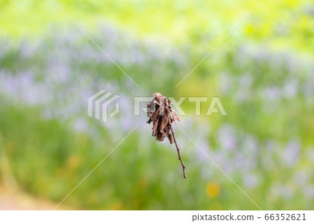 A ground beetle that floats in the air An endangered species that climbs and descends while spinning a thread A ground beetle that floats in the air An endangered species that climbs and descends while spinning a thread 66352621