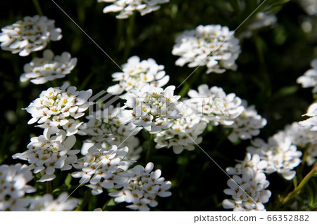 伊比利斯花 66352882