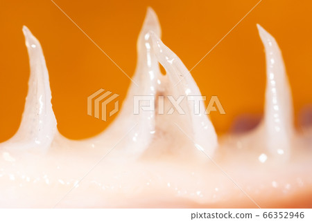 Trout fish teeth on a yellow background. Trout fish teeth on a yellow background. 66352946