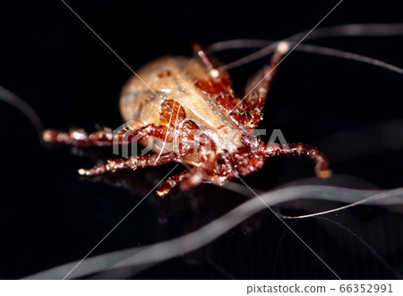Tick isolated on a black background. Insect 66352991