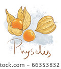 Ripe orange physalis, leaf isolated. Fresh golden 66353832
