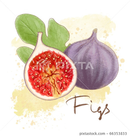 Ripe purple figs, leaf isolated. Fresh fruit icon 66353833
