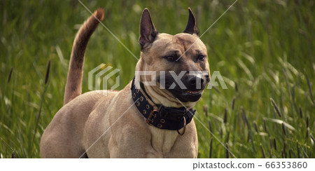 Thai ridgeback dog in the grass Thai ridgeback dog in the grass 66353860