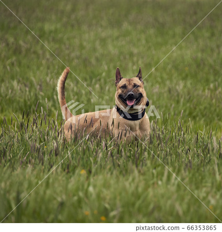 Thai ridgeback dog in the grass Thai ridgeback dog in the grass 66353865