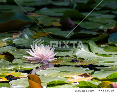 Beautiful lotus flower that has begun to bloom all over the pond Beautiful lotus flower that has begun to bloom all over the pond 66353946