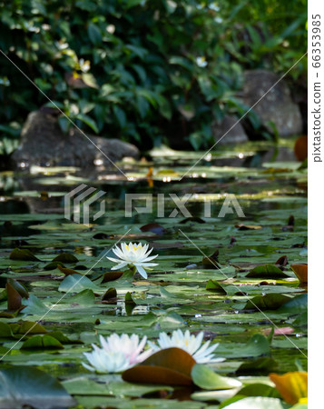 Beautiful lotus flower that has begun to bloom all over the pond 66353985