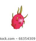 Fresh juicy dragon fruit. Ripe tasty tropic exotic 66354309