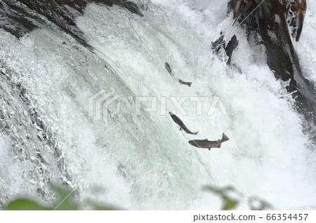 The upstream of cherry salmon (Sakura Falls, Kiyosato Town, Hokkaido) 66354457