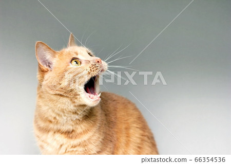 The surprised cat. The amazement of the cat. Open it's mouth in surprise. An extreme degree of surprise. Frightened cat. Be in shock. Stupor. The surprised cat. The amazement of the cat. Open it's mouth in surprise. An extreme degree of surprise. Frightened cat. Be in shock. Stupor. 66354536