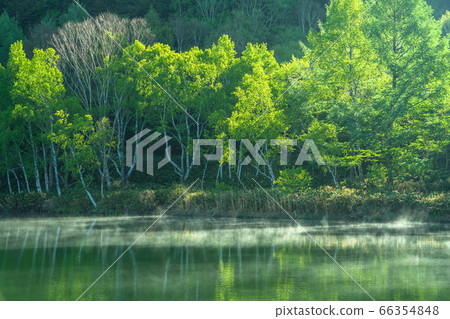 《長野縣》初夏的新鮮綠池堂・滋賀高原 66354848