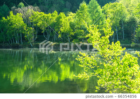 《Nagano Prefecture》 Fresh green Kido pond・Shiga Kogen in early summer 66354856