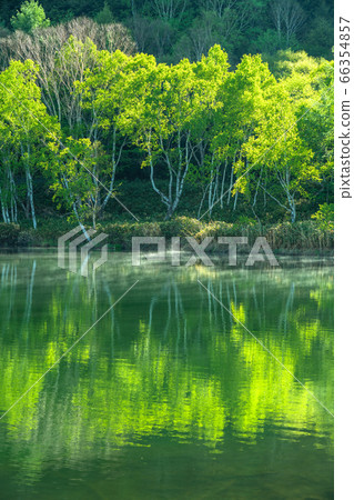 《長野縣》初夏的新鮮綠池堂・滋賀高原 66354857