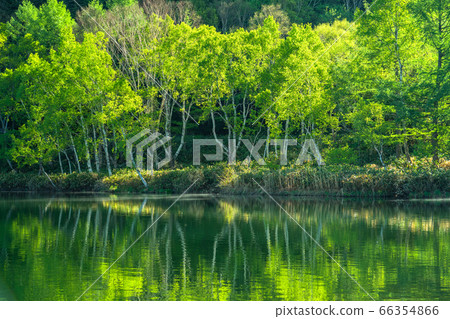 《Nagano Prefecture》 Fresh green Kido pond・Shiga Kogen in early summer 《Nagano Prefecture》 Fresh green Kido pond・Shiga Kogen in early summer 66354866