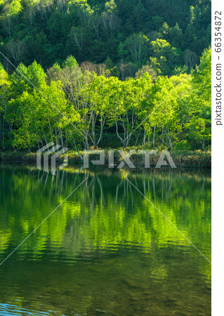 《長野縣》初夏的新鮮綠池堂・滋賀高原 66354872