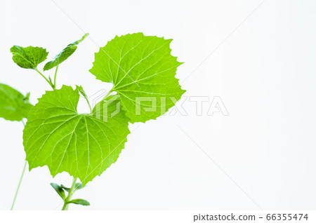 Leaves of bitter gourd Leaves of bitter gourd 66355474
