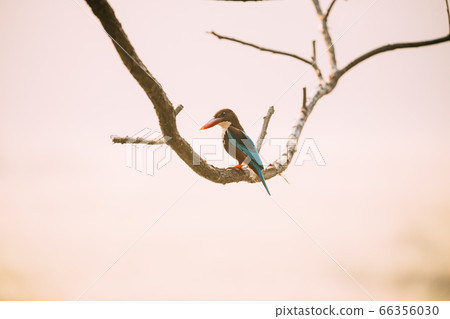 Goa, India. White-throated Kingfisher Sitting On Branch Goa, India. White-throated Kingfisher Sitting On Branch 66356030