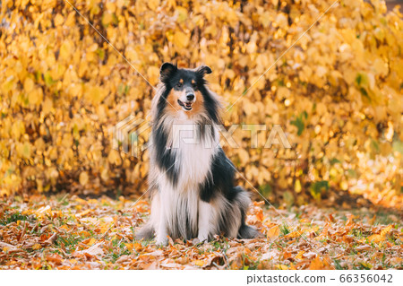 Tricolor Rough Collie, Funny Scottish Collie, Long-haired Collie, English Collie, Lassie Dog Sitting Outdoors In Autumn Day. Portrait 66356042