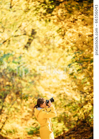 Aurlandsfjellet, Norway. Young Woman Tourist Photographer Taking Pictures Photos Of Autumn Yellow Forest Park. Lady Walking In Fall Park With Yellow Foliage 66356043