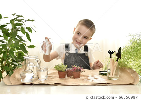 Care for micro greens in pots. The child with 66356987