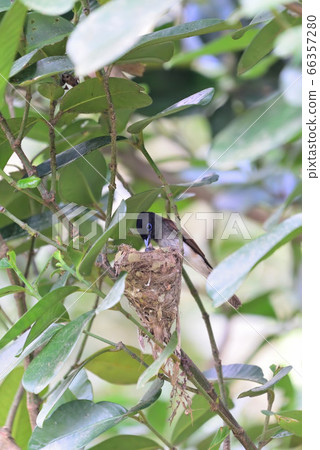 Summer migratory bird Summer migratory bird 66357280