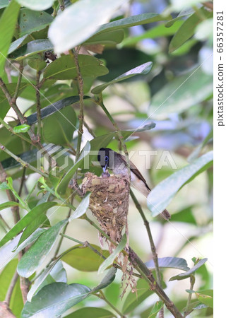 Summer migratory bird Summer migratory bird 66357281