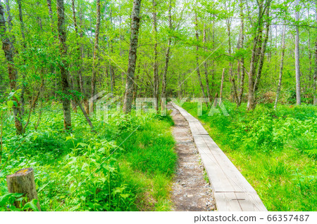 Fresh green tree path in Kamikochi [Nagano Prefecture] 66357487