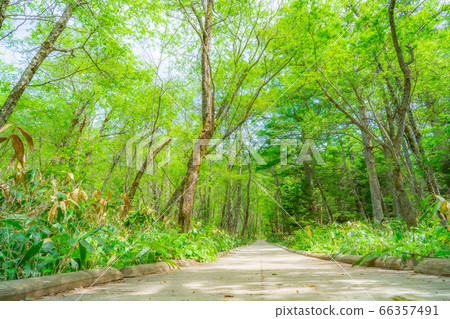 Fresh green tree path in Kamikochi [Nagano Prefecture] 66357491