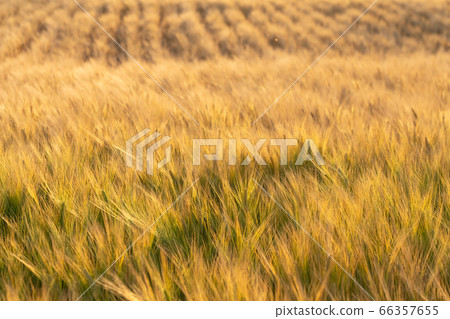 Beer barley illuminated in the setting sun (May) Beer barley Beer barley illuminated in the setting sun (May) Beer barley 66357655
