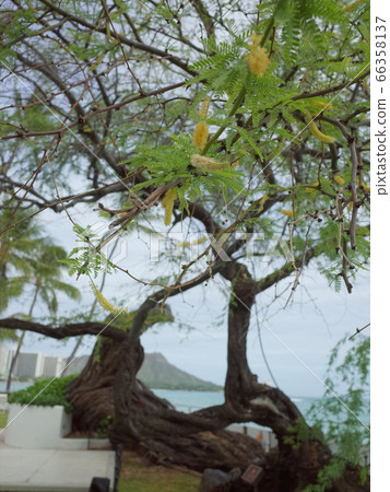 Kiave Tree_Waikiki Kiave Tree_Waikiki 66358137
