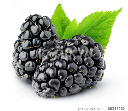 Two isolated blackberries with leaf Two isolated blackberries with leaf 66358262