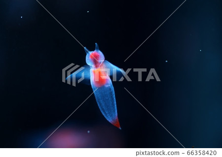 流冰天使clione 流冰天使clione 66358420
