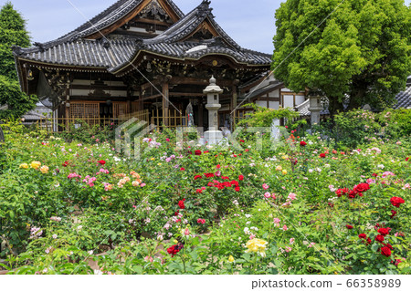Obusan Kannon, a spring rose in full bloom 66358989