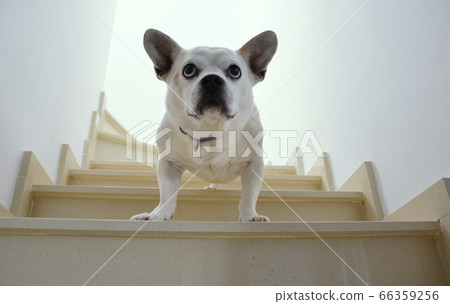 A bossy mixed race white dog looking down from stairs A bossy mixed race white dog looking down from stairs 66359256