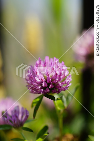 紅色放牧 66359278