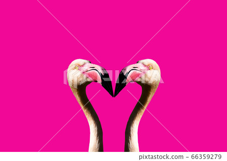 3D illustration of pink flamingo's facing each other with pink background 3D illustration of pink flamingo's facing each other with pink background 66359279
